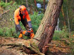 Best Tree Preservation Services  in Sweeny, TX
