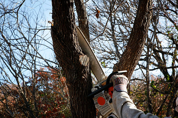 Lawn Maintenance Plans in Sweeny, TX